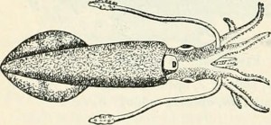 Clara saved the Moon Squid like Amy saved the Star Whale. Or something.  