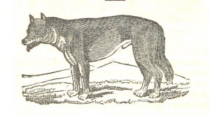 Warg in its natural state, before the training, steroids and anger management issues.