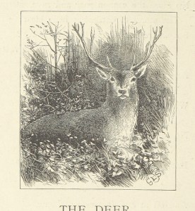 Majestic deer are always majestic with or without added Thranduil. 