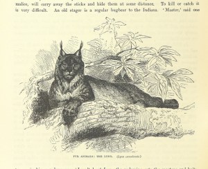 Disdainful Lynx is judging   bad writing advice. 