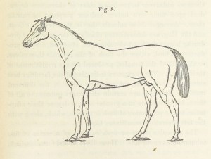 Nice horse, I guess. But bored now. 