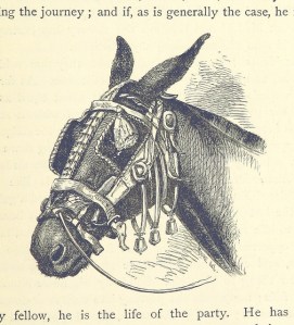 See that ear? That's personality right there. 