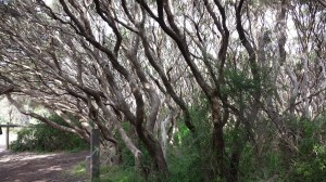 The dark wood of coastal tea tree. 