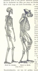 Example of an Elizabethan Human Zygon Anatomy Exam Papers for the Most Learned of Doctors.