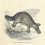 Depiction of Australian fauna as stand in for commentary on culture, colonialism and class. K?