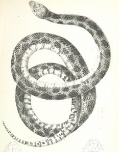 Native species endemic to "Nairomi". Lois better check her carried away luggage. 