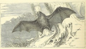 Its relatively easy to find ye olde DRM free pics of bats, not so easy for Superman. 