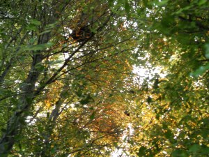 Actual pittosporums from an actual garden at a house I once lived in. This was their last sunset. 