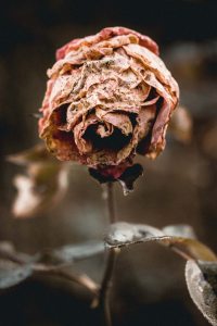 Dead flower Valentine